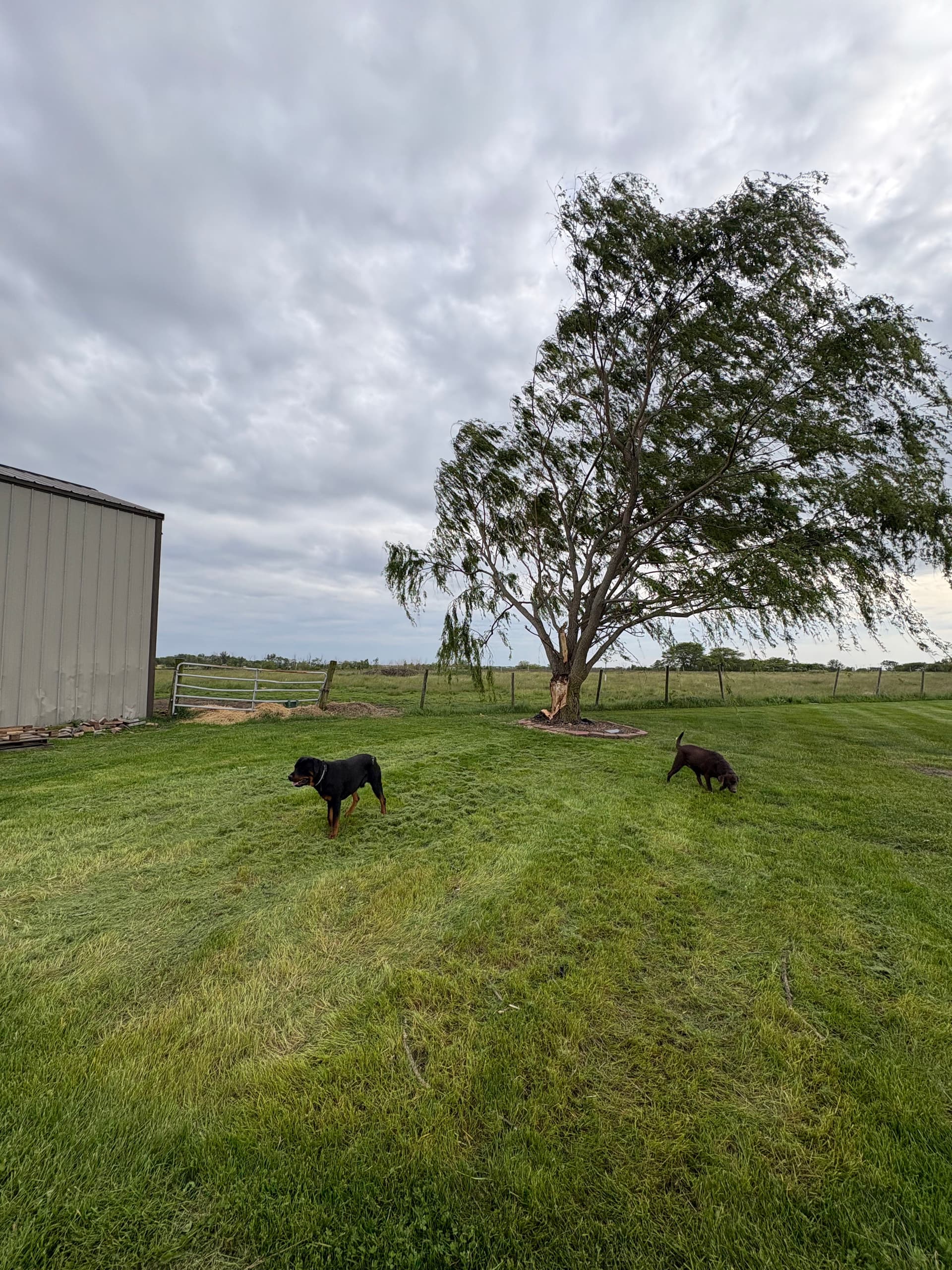 Storm Damage Tree Removal and Full Property Cleanup