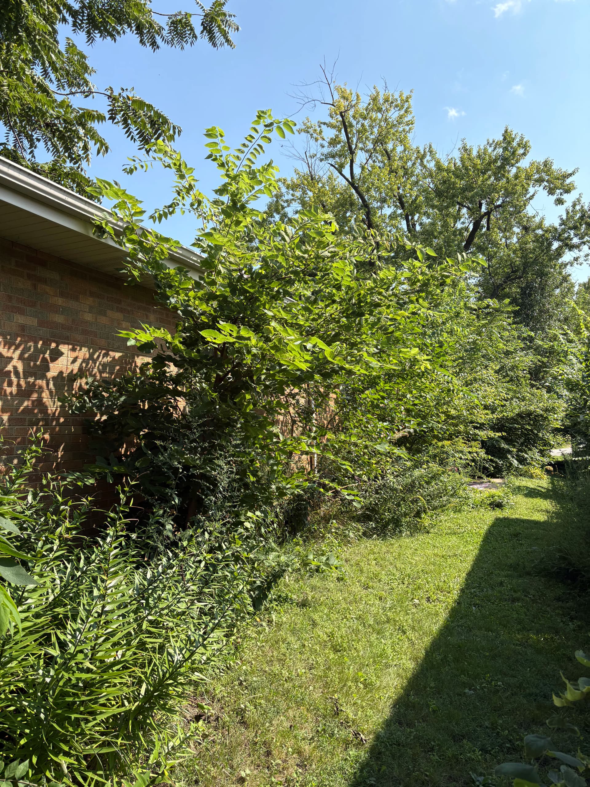 Heavy Brush and Overgrowth Cleared From a Residential Property image