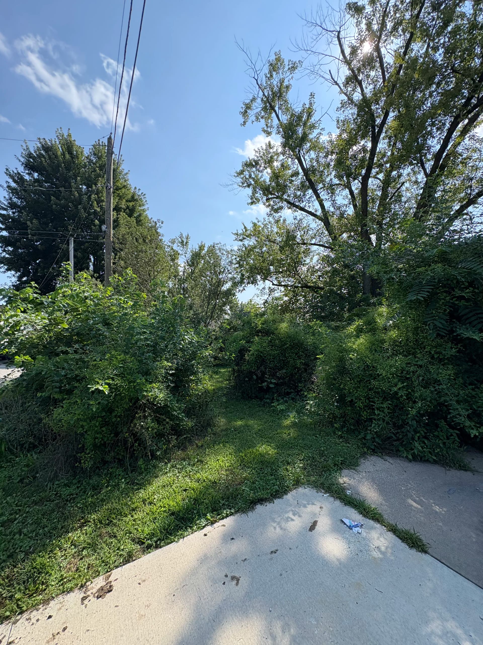 Gallery photos for Heavy Brush and Overgrowth Cleared From a Residential Property: Image #4