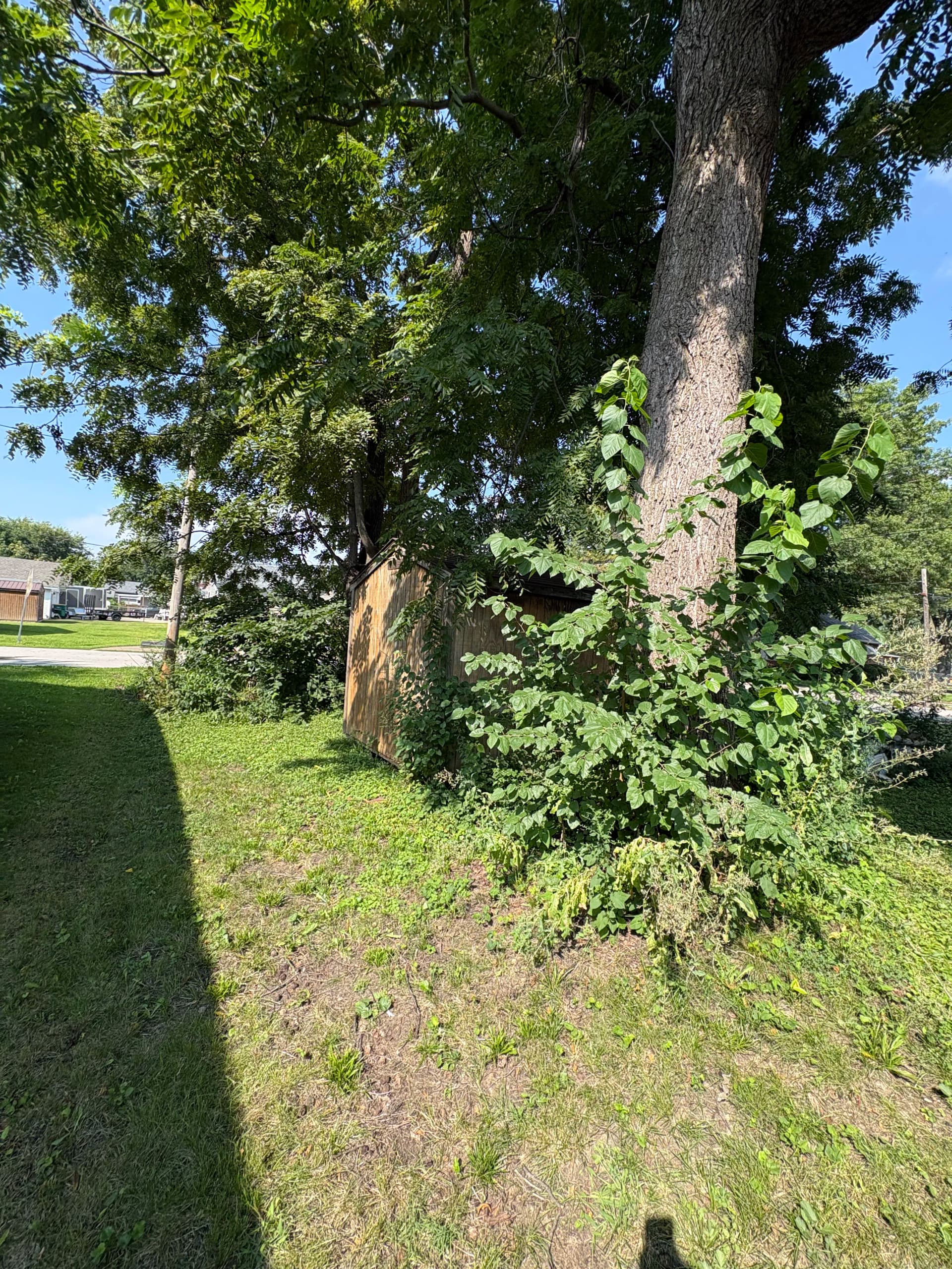 Gallery photos for Heavy Brush and Overgrowth Cleared From a Residential Property: Image #2