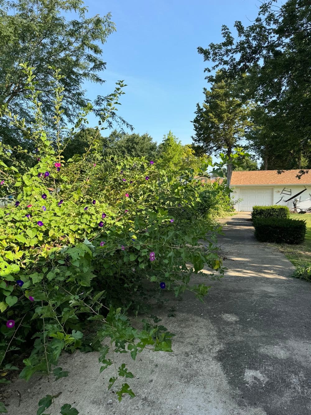 Vibrant purple flowers among lush greenery along a driveway under a clear blue sky.