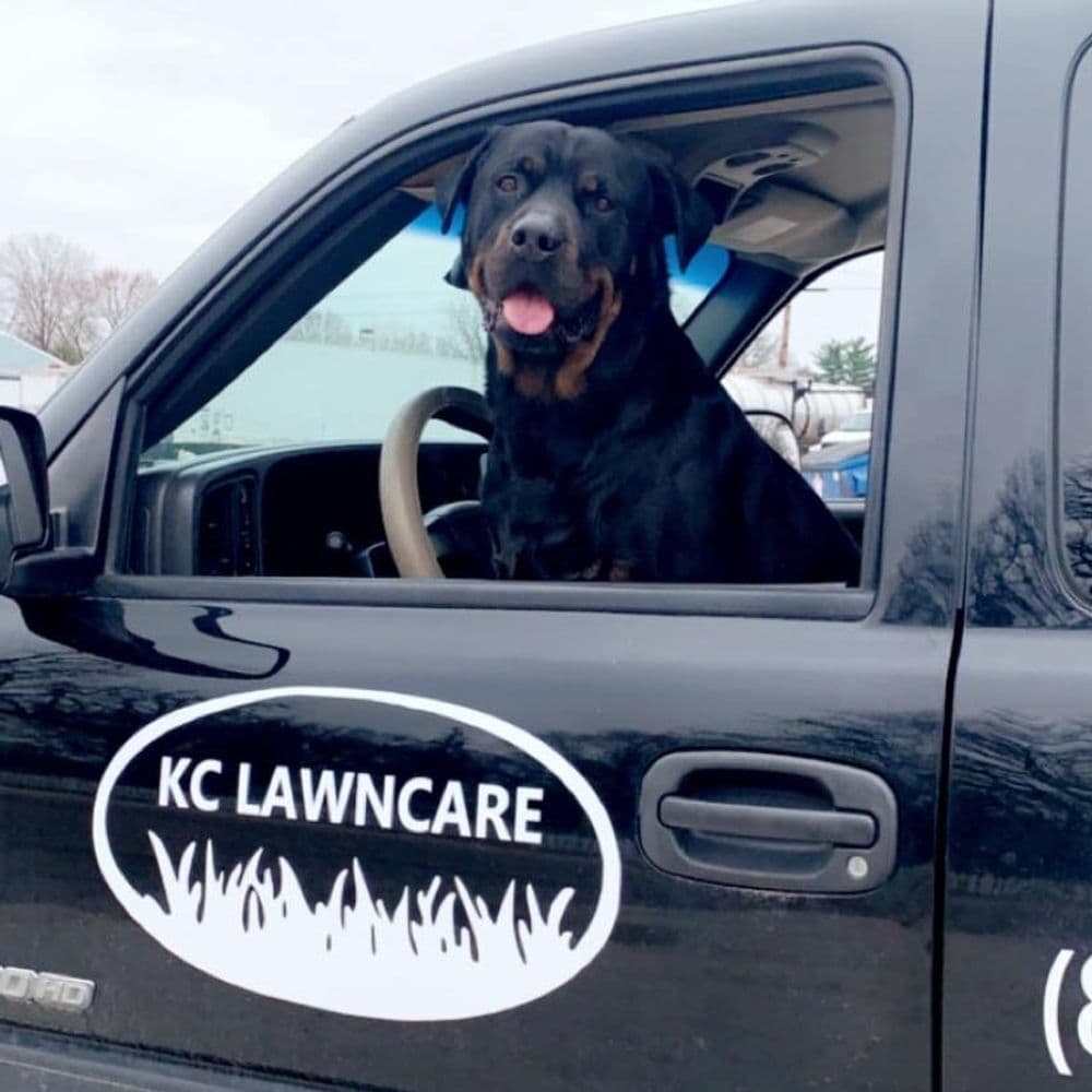 Rottweiler sitting in a truck with KC Lawncare logo, ready for a day of work.